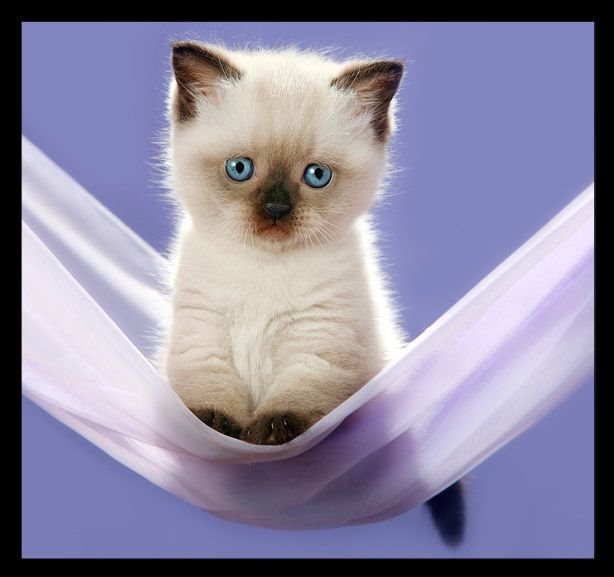 %21gatinho.jpg