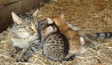 Mama and kitties