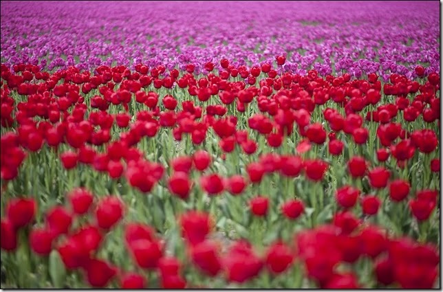 tulip-fields28