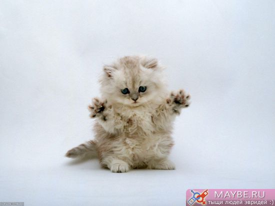 http://lh5.ggpht.com/_V7PBSO8dEH4/TNaef3w3f5I/AAAAAAAAAFQ/xP1N5YZpWeM/s800/%D0%BA%D0%BE%D1%82%D1%91%D0%BD%D0%BE%D0%BA%20%D1%81%20%D0%BB%D0%B0%D0%BF%D0%BA%D0%B0%D0%BC%D0%B8.jpg