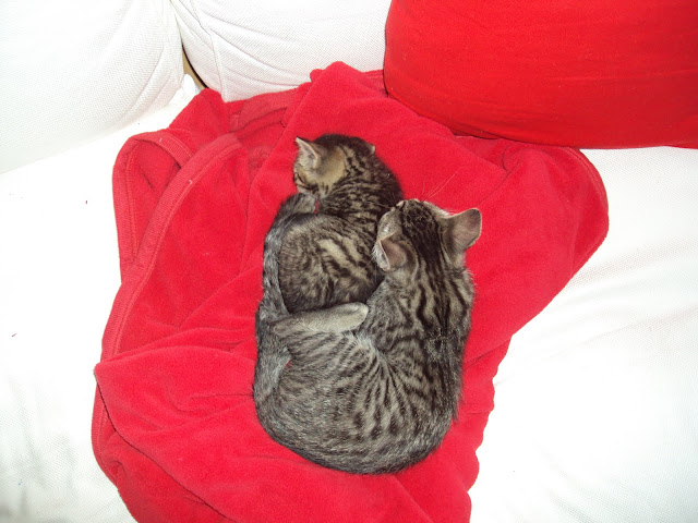 DSC01717.JPG