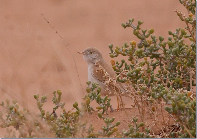 desert_warbler2