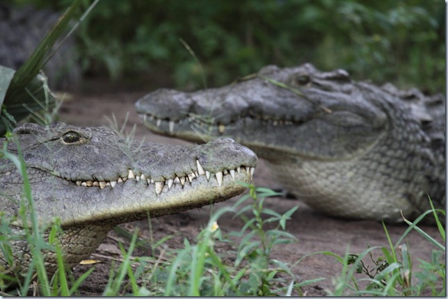 nile crocodiles