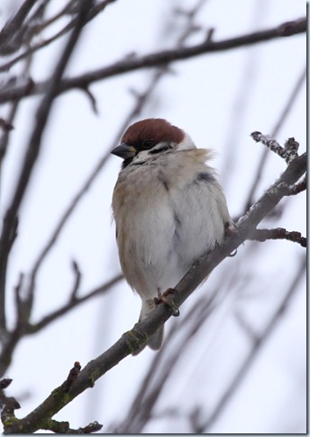 tree_sparrow
