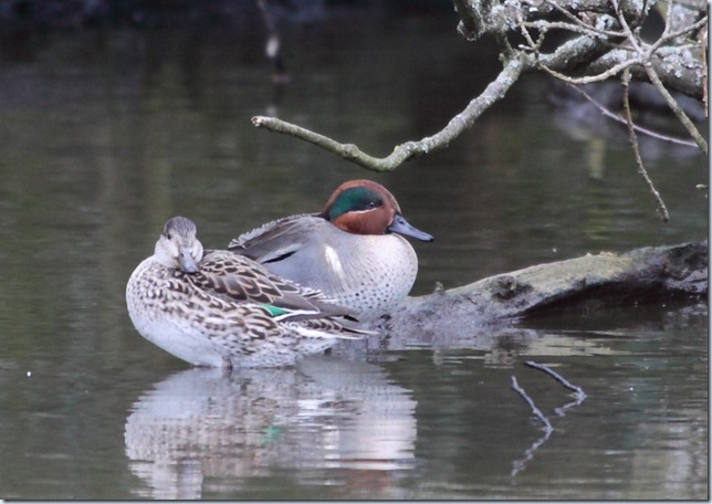green-winged_teal2