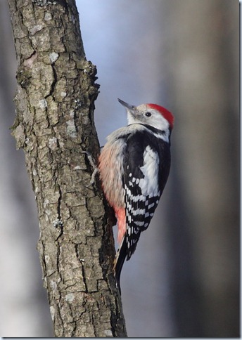 middle_spotted_woodpecker