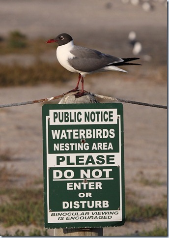 laughing_gull_colony_sign