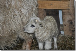 first lamb 2010 002