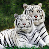 WHITE Bengal TIGER