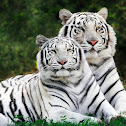 WHITE Bengal TIGER