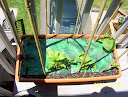 week 2: pole beans and toy choi visible