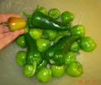 mostl of this week's green pepper harvest (9 carmen, 25 mini bell)