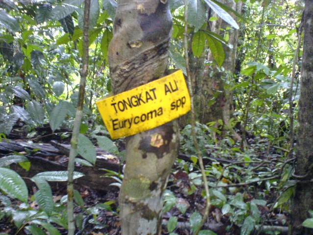 ah beng...... borther.......