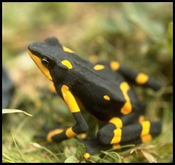 atelopus