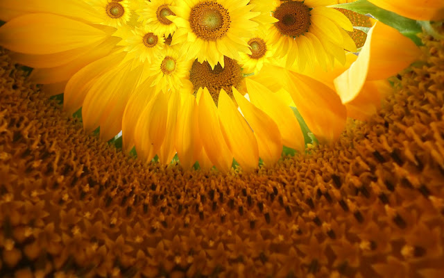 Sunflowers Wallpapers 1920 X 1200