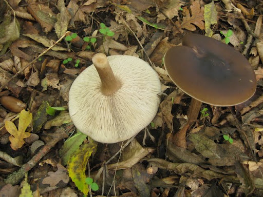 6548%20082.jpg