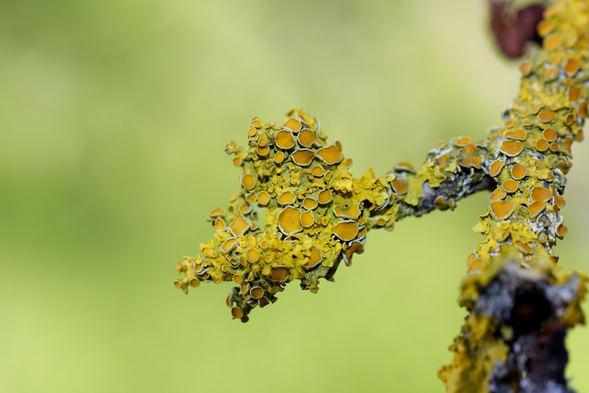 Common Orange Lichen