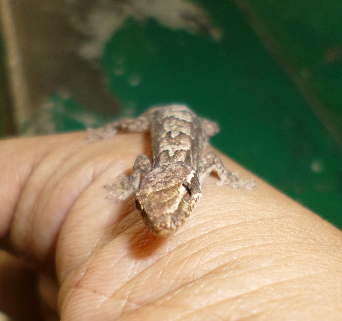 Yellow-headed Gecko (Female)