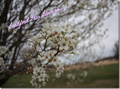 bradford pear blossoms