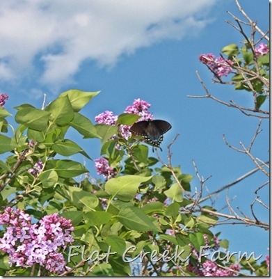 lilacs_butterfly2