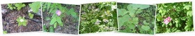 View Flower in AK