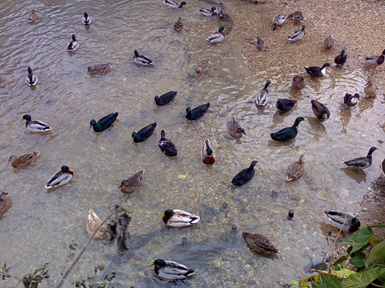 Linton Ducks