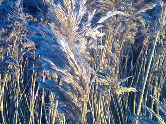 Fenland Reeds