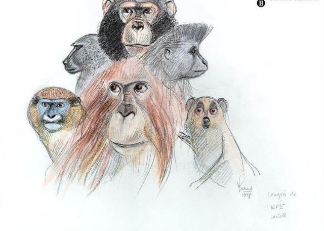 Primates diversos, 1998