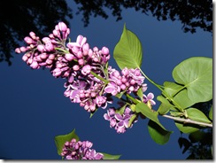 lilacs and blue light 033