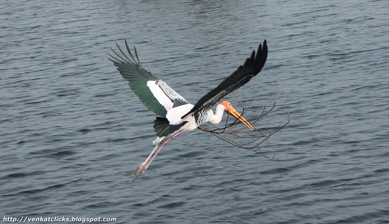 Painted Storks caught at Vedanthangal Bird Sanctuary, click to see more