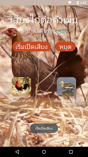 Red junglefowl Female Sound