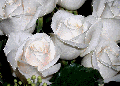 ROSAS%20BRANCAS.png