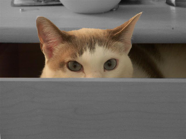 paloma%20straight%20blacknwhite%20%28Medium%29.jpg
