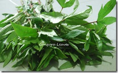 Gongura leaves Gongura leaves