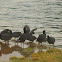 American Coot