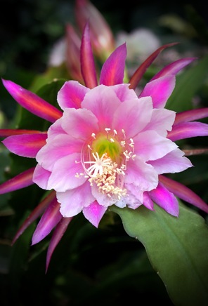 pretty in pink flower