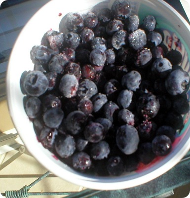 blueberries ii