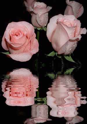 970230.gif