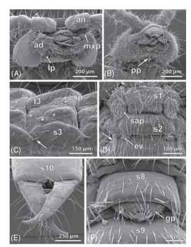 diplura insects