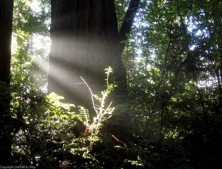 Beams of sunlight Redwood National Park