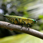 jewel beetle, metallic wood-boring beetle