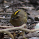 Goldcrest