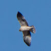 Booted Eagle; Aguila Calzada