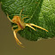 Trapezia Crab Spider