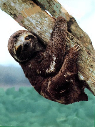 slothbab