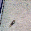 Summertime Cicada