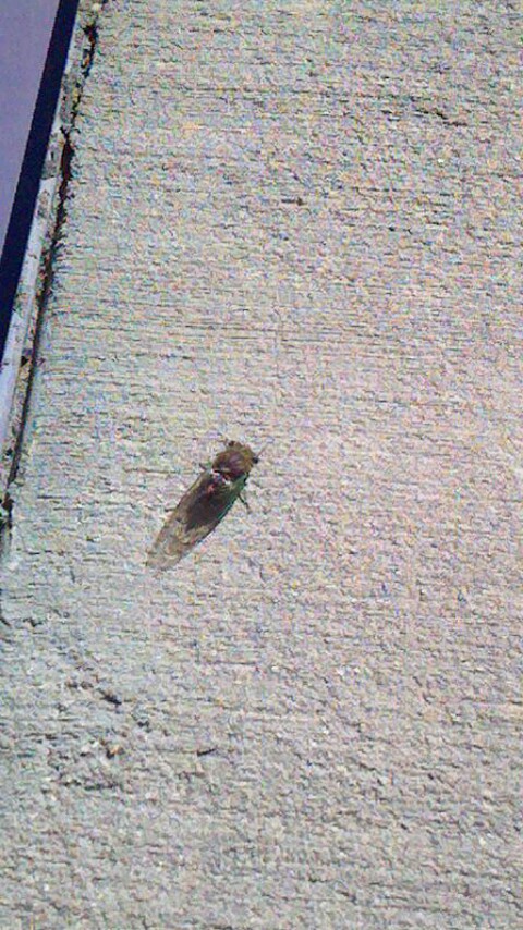Summertime Cicada