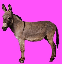 [Donkey-2123a[20].jpg]