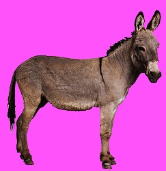 [Donkey-2123[43].jpg]
