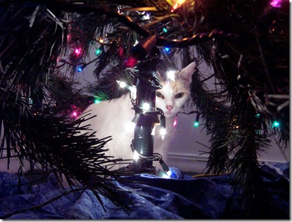 christmas cat 002